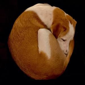 Meet your Posher, Joel